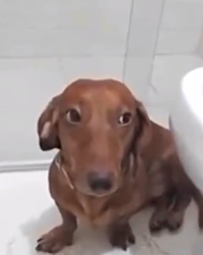 Profissional utiliza cachorro em v&iacute;deo como exemplo – Foto: Reprodu&ccedil;&atilde;o/Internet