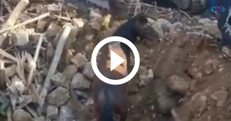 Cavalo &eacute; resgatado com vida 21 dias ap&oacute;s terremoto na Turquia – Foto: Redes sociais / Reprodu&ccedil;&atilde;o ND