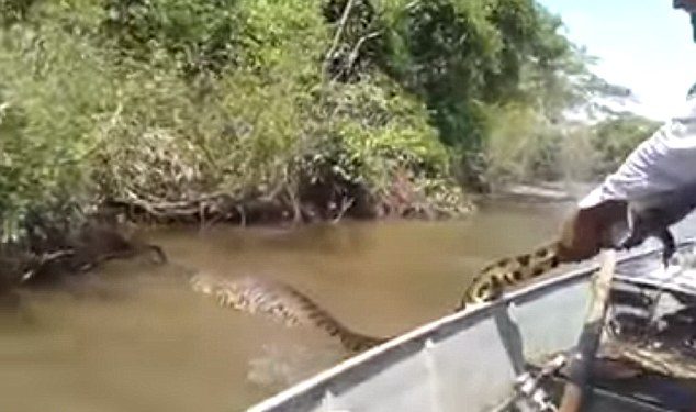 ‘Solta Betinho’: Pescadores aparecem confrontando cobra ‘anaconda’ gigante; assista ao v&iacute;deo – Foto: Daily Mail/Reprodu&ccedil;&atilde;o/ND