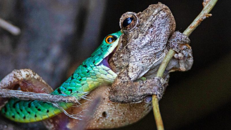 O sapo foi atacado por uma cobra e lutou pela vida. &mdash; Foto: Frank De Beer/Reprodu&ccedil;&atilde;o
