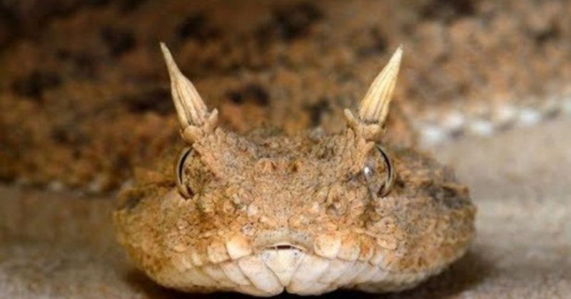 Cobra tem estranha aparência, mas biólogo explica que é proteção contra o sol