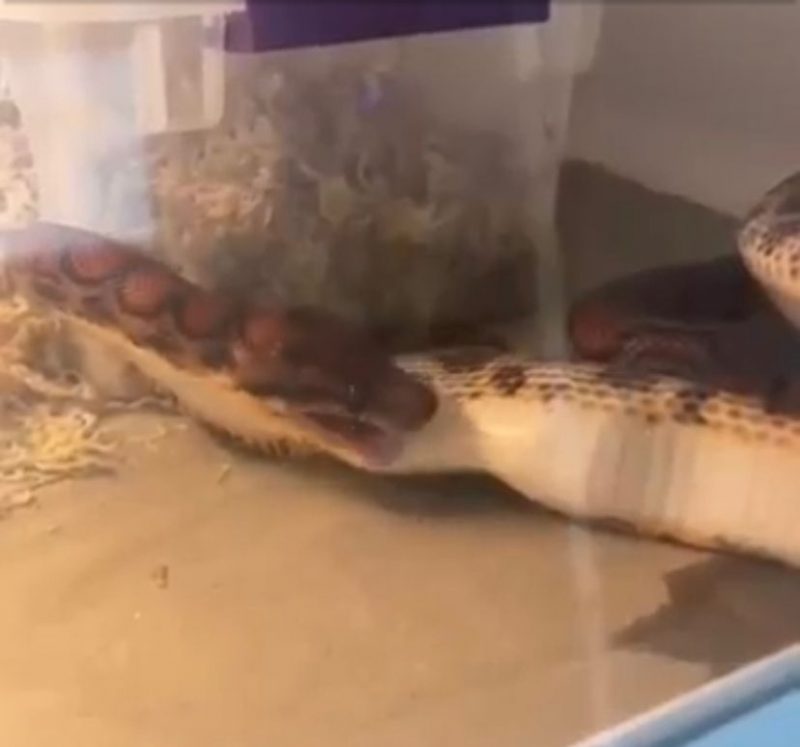 Cobra foi flagrada tentando comer rato que j&aacute; estava em digest&atilde;o – Foto: Reprodu&ccedil;&atilde;o/Internet