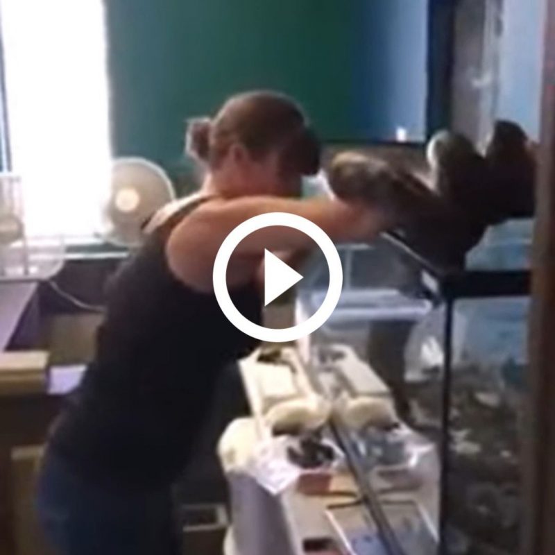 ‘Sozinha d&aacute; ruim’: maior cobra do mundo morde brutalmente tratadora em sess&atilde;o de alimenta&ccedil;&atilde;o – Foto: Reprodu&ccedil;&atilde;o/Redes Sociais/ND