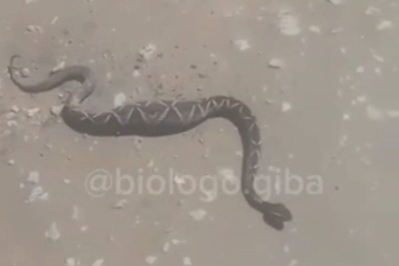 Imagem mostra o abdome do animal dilatado pela ratazana – Foto: Gilberto Duwe/Reprodu&ccedil;&atilde;o