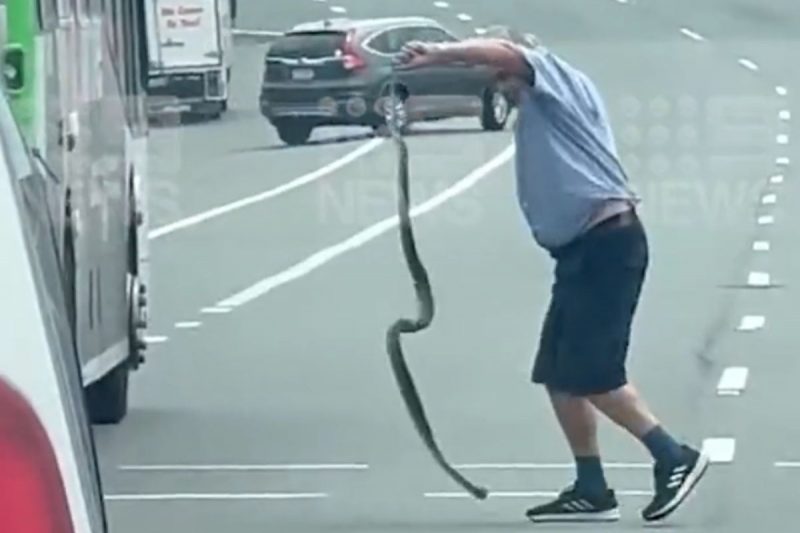 Motorista corajoso tirou a cobra da rua com as pr&oacute;prias m&atilde;os – Foto: 9News/Reprodu&ccedil;&atilde;o