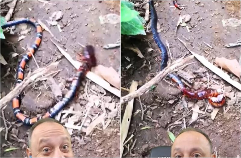 cobra-coral, lacraia