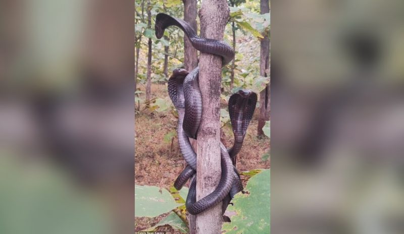 Cobras ‘mortais’ fazem espiral na selva e assustam at&eacute; ca&ccedil;ador – Foto: Reprodu&ccedil;&atilde;o/ND