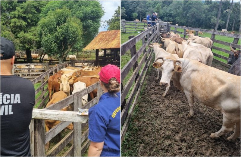 Bovinos n&atilde;o possu&iacute;am Guia de Transporte Animal. – Foto: Pol&iacute;cia Civil/Divulga&ccedil;&atilde;o/ND
