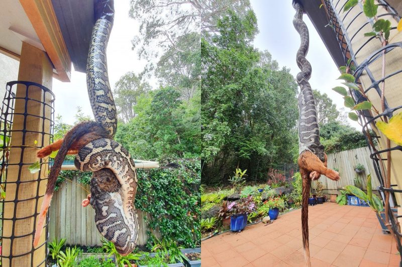Fotos, compartilhadas nas redes sociais, mostra o momento em que uma p&iacute;ton “monstruosa” &eacute; flagrada no quintal de uma casa em Queensland, na Austr&aacute;lia, devorando um grande marsupial. – Foto: Reprodu&ccedil;&atilde;o/ND