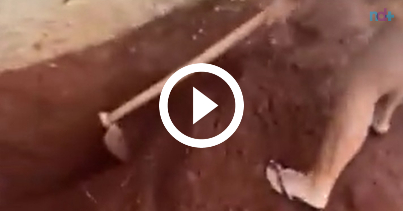 Idosa &eacute; presa ap&oacute;s enterrar cachorro da vizinha vivo – Foto: Redes sociais / Reprodu&ccedil;&atilde;o ND