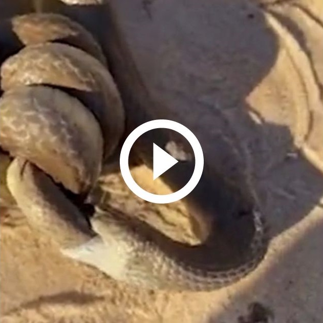 Cena de canibalismo entre cobras é registrada na Austrália