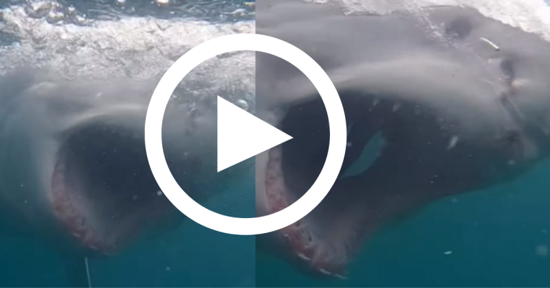 A esp&eacute;cie &eacute; conhecida pelas mordidas para identifica&ccedil;&atilde;o de objetos – Foto: Instagram/Reprodu&ccedil;&atilde;o/ND