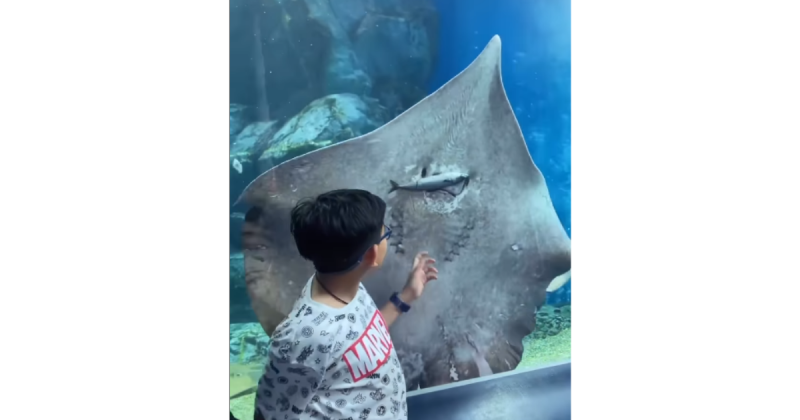 Crian&ccedil;a flagra arraia comendo peixe em aqu&aacute;rio – Foto: @mmcooper22/Reprodu&ccedil;&atilde;o/ND