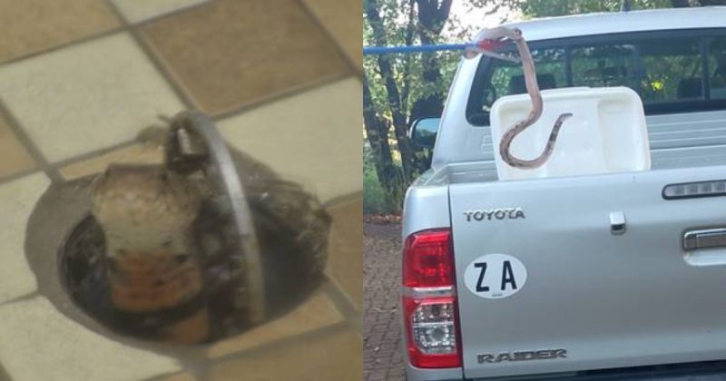 Animal estava no ralo do banheiro – Foto: Reprodu&ccedil;&atilde;o/ Lowveld/ND