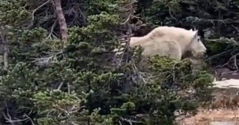 Cabra ‘fortona’ assusta web e ganha compara&ccedil;&atilde;o com P&eacute;-grande – Foto: Internet/Reprodu&ccedil;&atilde;o/ND