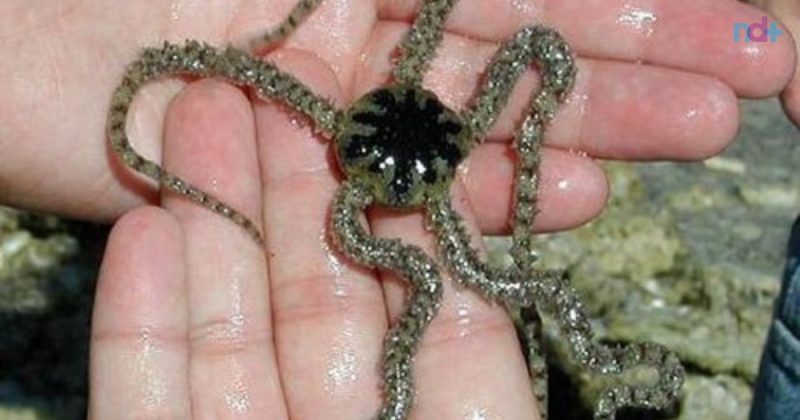 Animais s&atilde;o parecidos com alien&iacute;genas – Foto: Reprodu&ccedil;&atilde;o/saltwateraquarium./ND