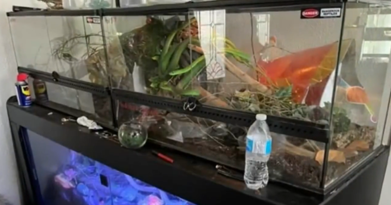 Jovem &eacute; encontrado morto dentro de casa com 60 cobras venenosas e um jacar&eacute; – Foto: CBS News/Reprodu&ccedil;&atilde;o/ND