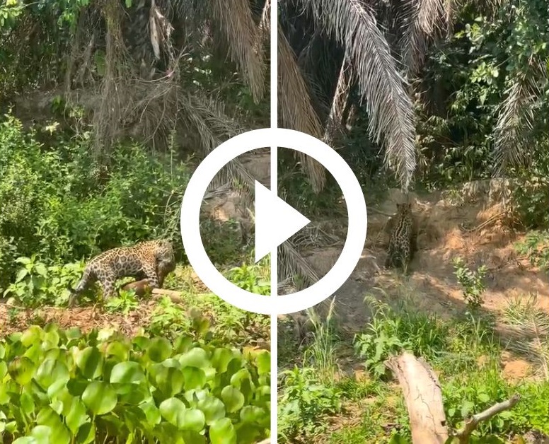 After a chase, a jaguar devours a capybara in the Matogrossens Pantanal — Photo: Instagram/@wildjaguarphotosafaris/ND