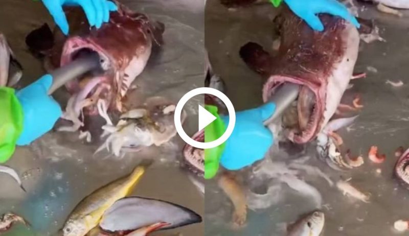 Animais jorram de est&ocirc;mago de peixe raro – Foto: TikTok/Redes Sociais/ND