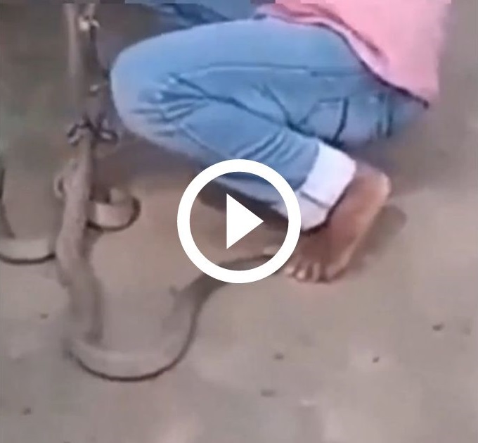 Animal &eacute; um dos que mais matam no mundo e acidentes s&atilde;o frequentes com encantadores de serpentes, afirma bi&oacute;logo – Foto: Instagram/@biologohenrique/Divulga&ccedil;&atilde;o/ND