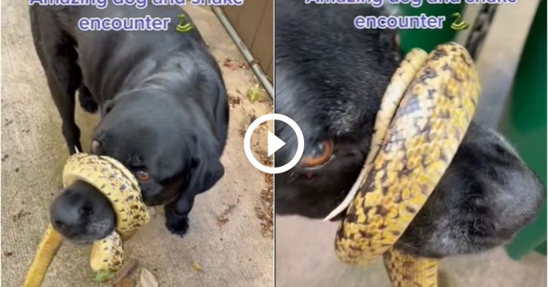 cão, cobra, focinho