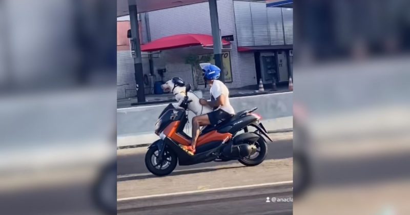 Cachorro “pilotando” moto &eacute; flagrado no Rio de Janeiro – Foto: @anaclarareitano/Reprodu&ccedil;&atilde;o/ND