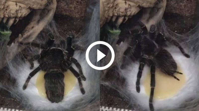 Flagra de tar&acirc;ntula que pode chegar a colocar 1.700 ovos viralizou nas redes – Foto: Redes Sociais/TikTok/Divulga&ccedil;&atilde;o/ND