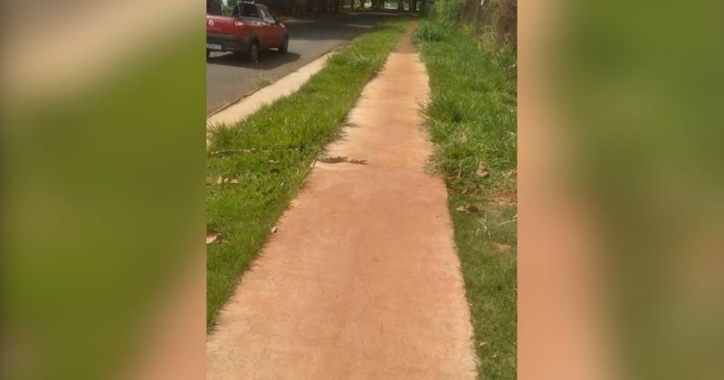 Cobra &eacute; flagrada atravessando avenida de Maring&aacute; – Foto: GMC/Reprodu&ccedil;&atilde;o/ND