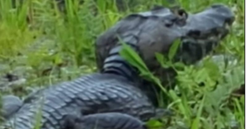 Jacar&eacute; choca turistas ao abocanhar peixe enorme – Foto: Reprodu&ccedil;&atilde;o/Internet