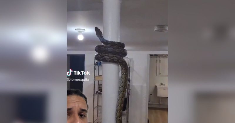 Cobra considerada maior do mundo virou estrela nas redes sociais