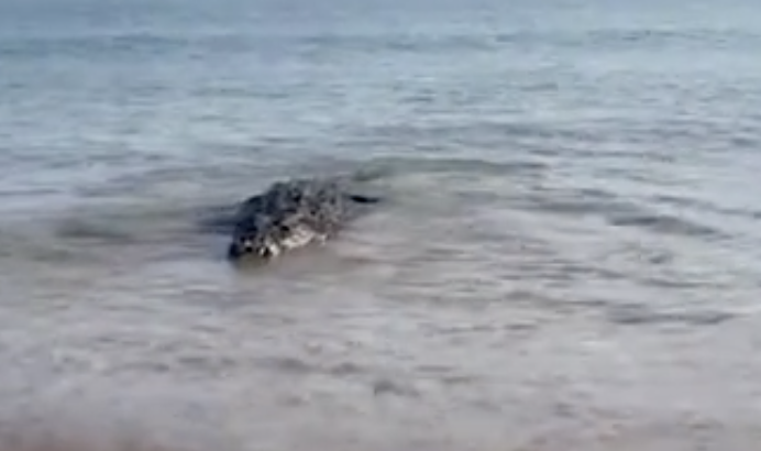 O r&eacute;ptil gigante estava entre as ondas da &aacute;gua do mar completamente parado – Foto: Facebook/David Mcmahon/Reprodu&ccedil;&atilde;o/ND
