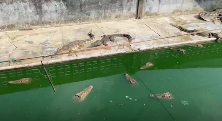 Firat Tangsukcharoekkun, an official at the Songkhla Provincial Fisheries Authority, inspected the farm at the end of February.  According to him, about 100 crocodiles still live inside the structure.  - Independent TV/Video/Playback/ND
