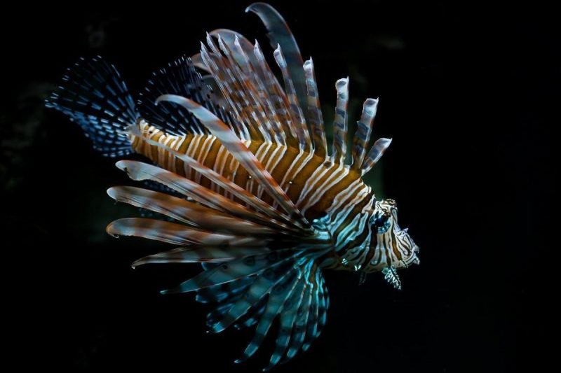 Peixe-le&atilde;o &eacute; admirado pela beleza – Foto: Pixabay/R7/Rerprodu&ccedil;&atilde;o/ND