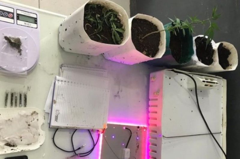 Policiais encontraram no local certa quantidade de maconha, al&eacute;m de sementes e plantas de maconha – Foto: Pol&iacute;cia Militar de Jaragu&aacute; do Sul/Divulga&ccedil;&atilde;o