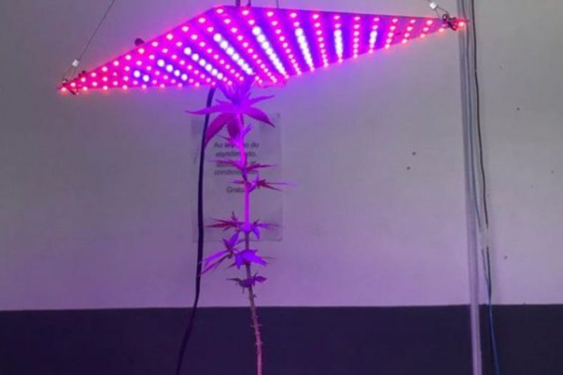 Homem foi flagrado com planta&ccedil;&atilde;o de maconha dentro de seu apartamento em Jaragu&aacute; do Sul – Foto: Pol&iacute;cia Militar de Jaragu&aacute; do Sul/Divulga&ccedil;&atilde;o