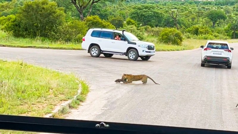 Imagem mostra o leopardo ca&ccedil;ando – Foto: Reprodu&ccedil;&atilde;o/Latest Sightings/ND