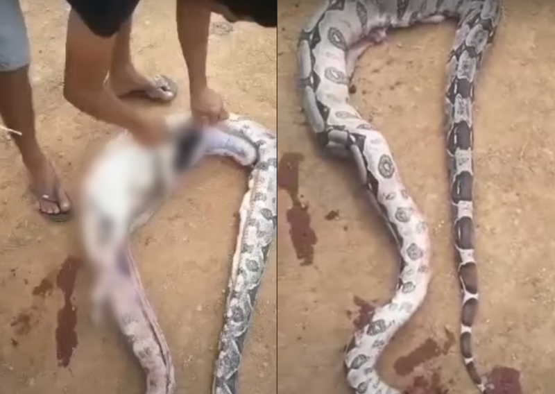 Cobra aparece com barriga inchada e moradores a dissecam – Foto: CEN/Reprodu&ccedil;&atilde;o/ND