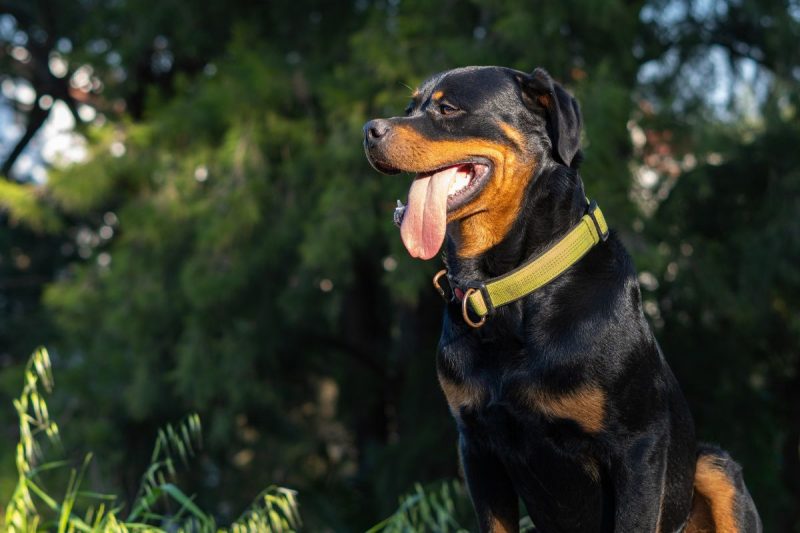 Animal teria fugido de casa e ficou solto pelas ruas de Rio Negrinho – Foto: Pexels/Reprodu&ccedil;&atilde;o