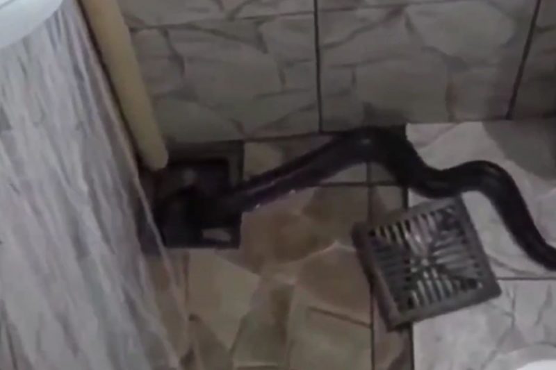 Esp&eacute;cie &eacute; a maior do Brasil e a segunda maior do mundo – Foto: Christian Raboch/Reprodu&ccedil;&atilde;o