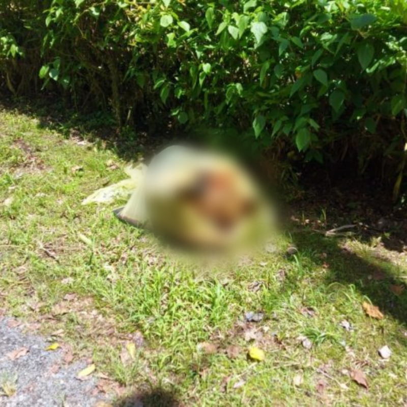 Cachorro &eacute; abandonado morto dentro de saco pl&aacute;stico em Pomerode e pol&iacute;cia investiga o caso – Foto: Jornal de Pomerode/Reprodu&ccedil;&atilde;o/ND