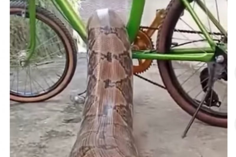 Cobra se arrasta até. uma bicicleta: mais de quatro metros