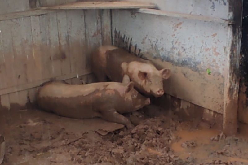 Animais encontrados em situa&ccedil;&atilde;o de maus-tratos – Foto: MP/Divulga&ccedil;&atilde;o