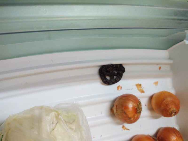Serpente ficou cerca de 4 dias na fruteira da fam&iacute;lia – Foto: Arquivo Pessoal/ND