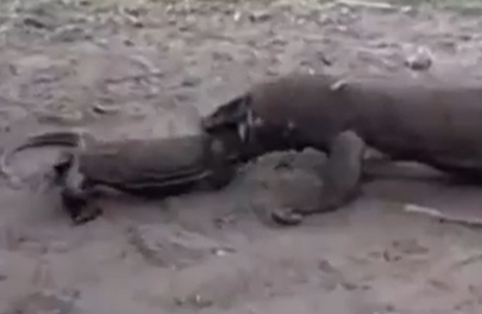Cannibalism among Komodo dragons