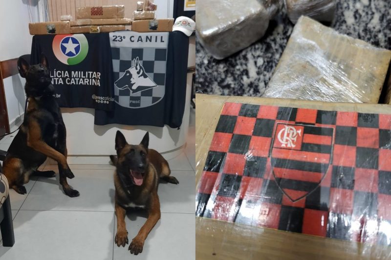 C&atilde;es fazem parte do Canil Setorial do 23&deg; Batalh&atilde;o de Pol&iacute;cia Militar de S&atilde;o Bento do Sul – Foto: PMSC/Divulga&ccedil;&atilde;o/ND