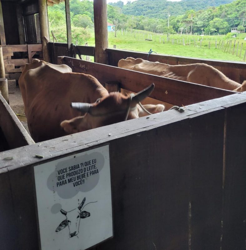 Vacas produtoras de leite do S&iacute;tio Hort&ecirc;ncio – Foto: J&eacute;ssica Schmidt/Especial para o ND