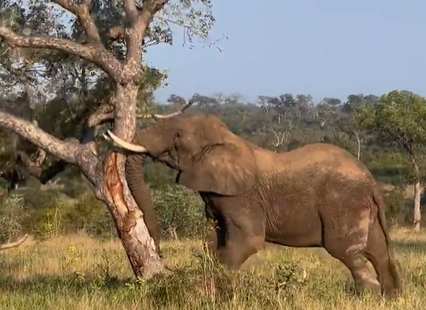 Trecho do vídeo como elefante