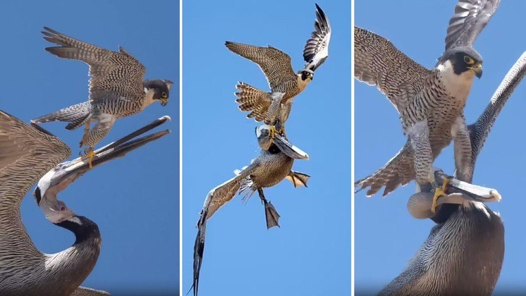 Falc&atilde;o-peregrino valente enfrenta pelicano gigante para proteger o ninho. – Foto: Reprodu&ccedil;&atilde;o/Instagram/@lionsbrow94/ND