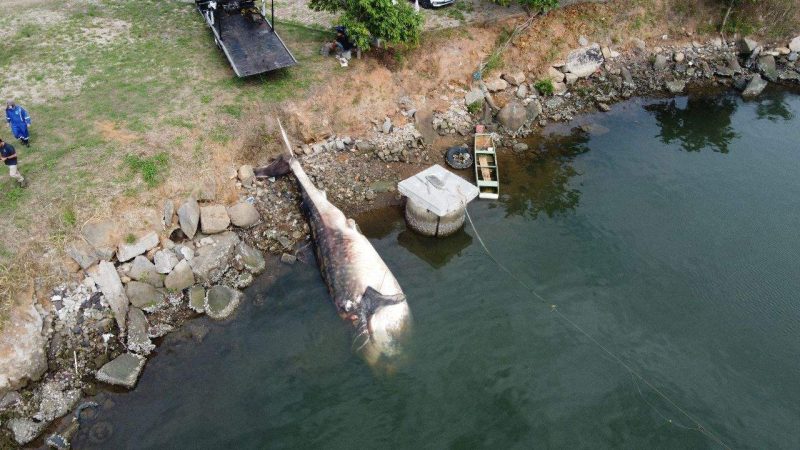 Maior peixe do mundo é encontrado morto no litoral brasileiro