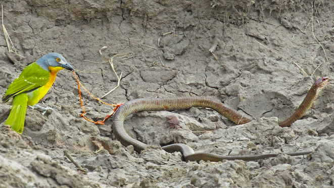 As cobras também têm amigos